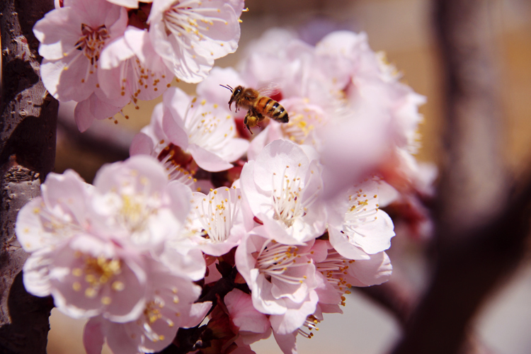 天藝·花源記